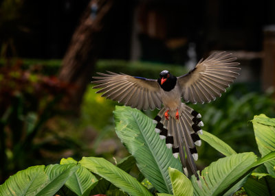 Wings Open*Credit*