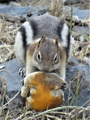 Tasty Mushroom