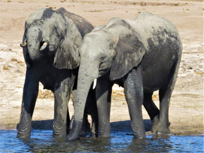 Thirsty Elephants