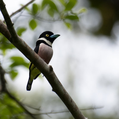 Black and Yellow Broadbill*Merit*