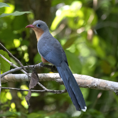 Red Billed Malkoha*Merit*