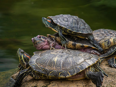 Turtle Family*Credit*