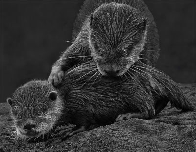 Mother and Baby Otter*Merit*