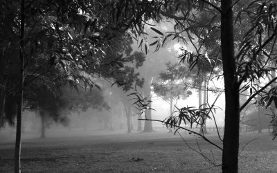 Foggy Day