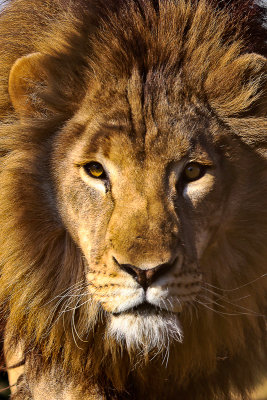 Lion King*Credit*