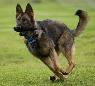 German Shepherd*Merit*