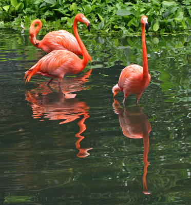 Three Flamingos*Credit*