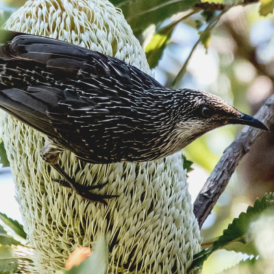 Brush Wattlebird