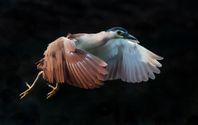 105} Night Heron in Flight