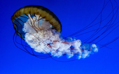 108} Jelly Fish