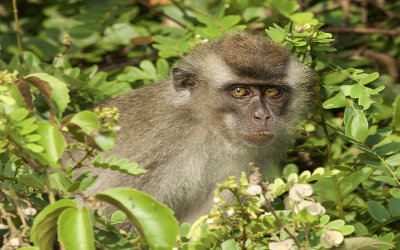 114} Hiding in Borneo