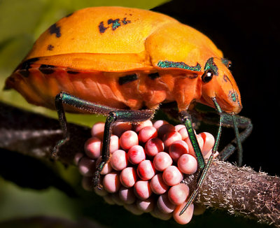 120} Female Harlequin Beetle Laying