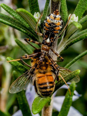 138} Assassin Bug and Prey 2