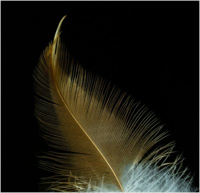 141} A Feather