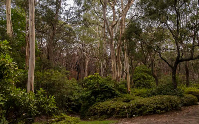 Rhododendron Garden, Blackheath