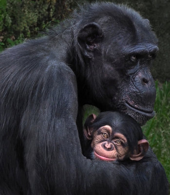 Mother-and-Baby*Merit*