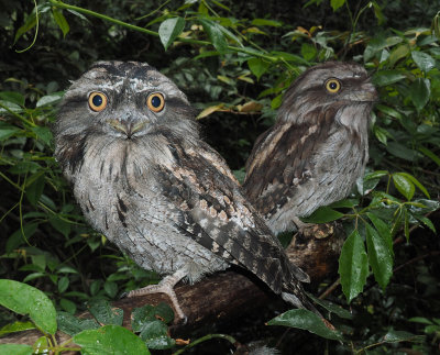 Frogmouths*Merit*