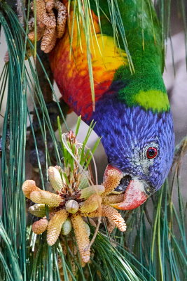 Lorikeet In The Seedpods*Credit*