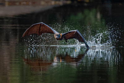 Bat Dipping Wing 2120*Credit*