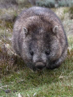 Wombat Close Up*Credit*