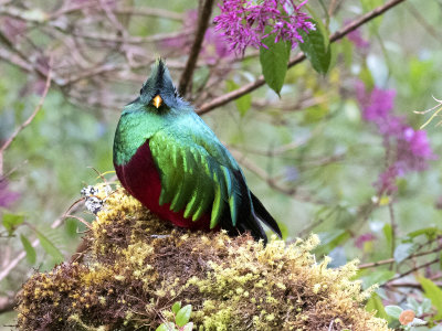 Quetzal*Credit*