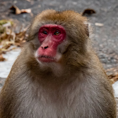  Japanese Macaque