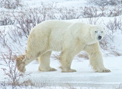 Polar Bear in the Wild - Canada
