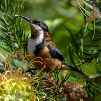 Spinebill*Credit*