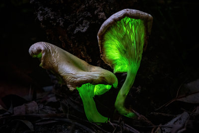 Ghost Fungi Aging & Glowing*Merit*