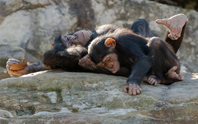 Chimps Bonding*Credit*
