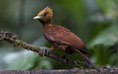 Chestnut Colour Woodpecker