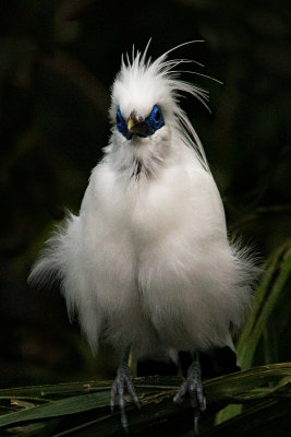 Angry Bird*Merit*