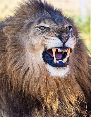 Angry Lion