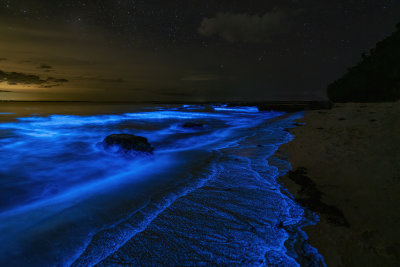 Bioluminescence