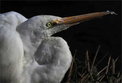 Great Egret