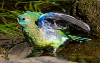 Musk Parrot