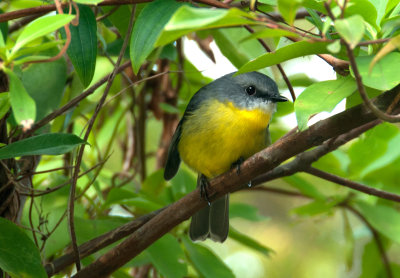 Yellow Robin