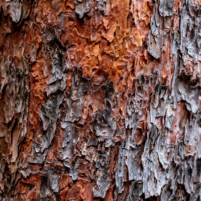 Bark