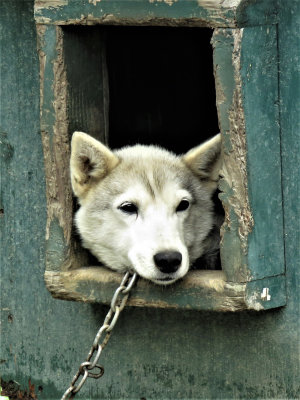 All Forlorn*Credit*