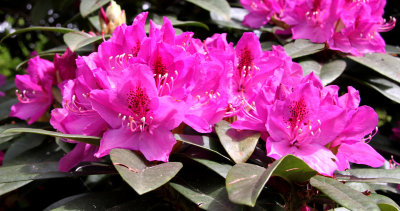 Pink & Green