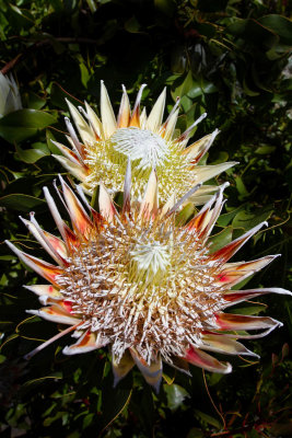 Twin Blooms*Merit*