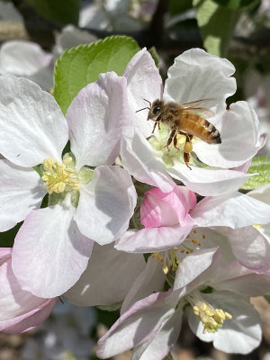 Bee Happy Collecting Pollen
