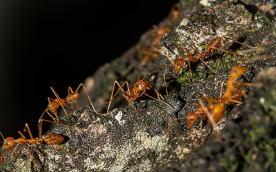 Busy Ants*Credit*