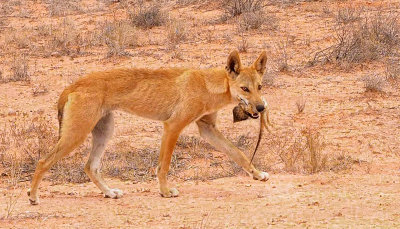 Hungry Dingo,  Oonadatta Track