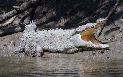 Old Crocodile in the Wild