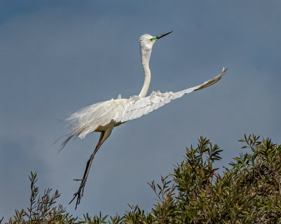 Egret Looking to Roost<br><h4>*Merit*</h4>