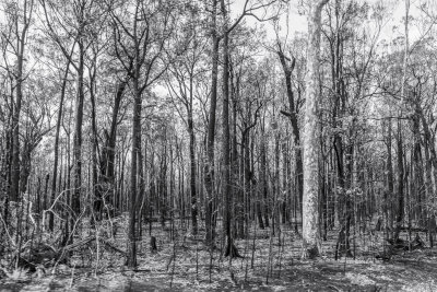 Desolation