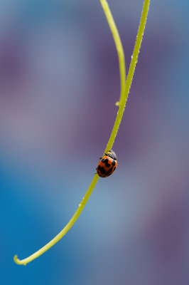 A Ladybug