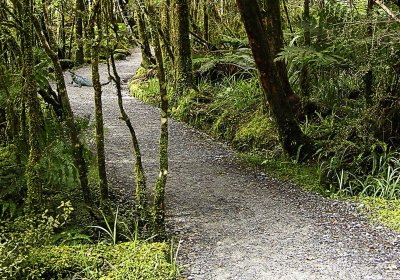 Forest Path