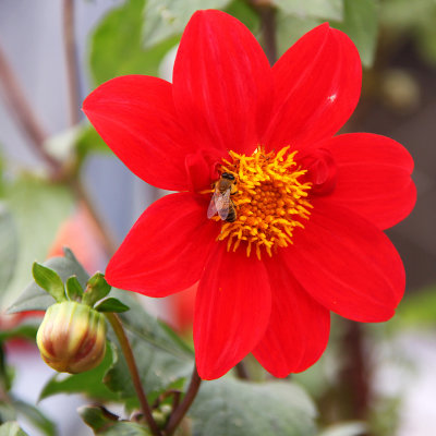 Bee on Flower